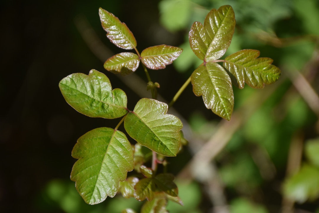 Lessons From A Poison Ivy Patch